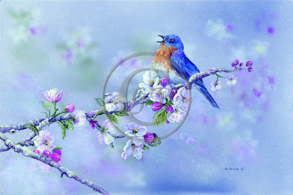 The Wildlife Art of Ginger Donn - Giclée Prints